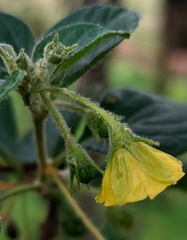 Capsicum rhomboideum