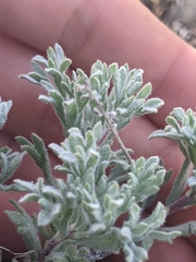 Artemisia papposa