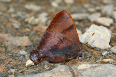 Penaincisalia purpurea
