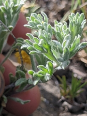 Artemisia papposa