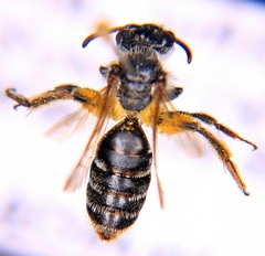 Andrena nasonii