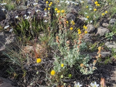 Artemisia papposa