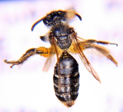 Andrena nasonii
