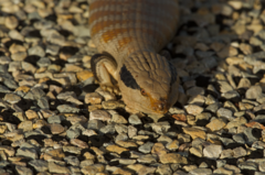 Tiliqua multifasciata