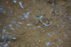 Euphlyctis cyanophlyctis