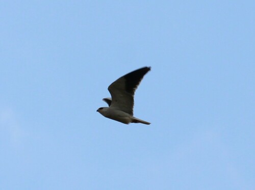 Black-winged Kite