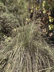 Muhlenbergia rigens