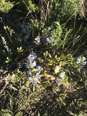 Scaevola calendulacea