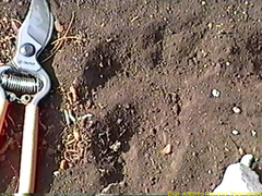 Ursus americanus eremicus