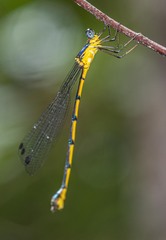 Synlestes selysi