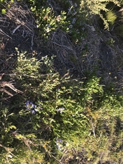 Scaevola calendulacea