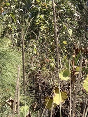 Muhlenbergia rigens