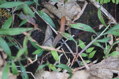 Eutropis macularia