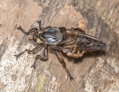 Blepharotes splendidissimus