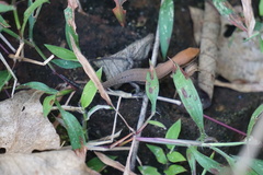 Eutropis macularia