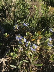 Scaevola calendulacea