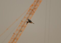 Ceryle rudis