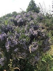 Veronica cupressoides