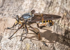 Blepharotes splendidissimus