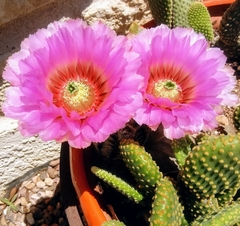 Echinocereus reichenbachii caespitosus