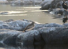Burhinus senegalensis