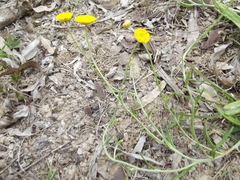 Rutidosis murchisonii