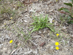 Rutidosis murchisonii