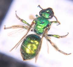Augochloropsis viridula
