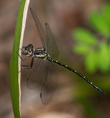 Eusynthemis nigra