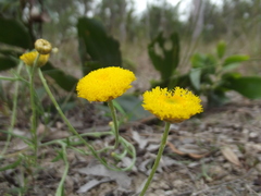 Rutidosis murchisonii