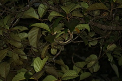 Dendrelaphis grandoculis