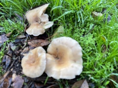 Hohenbuehelia petaloides