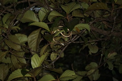 Dendrelaphis grandoculis