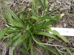 Rutidosis murchisonii