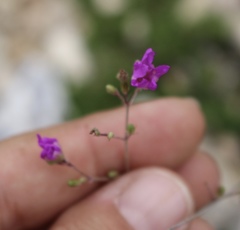 Boerhavia linearifolia