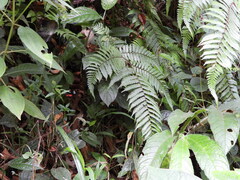 Heliconius erato