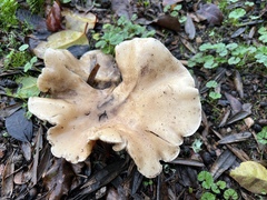 Hohenbuehelia petaloides