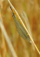 Brachynemurus