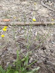 Rutidosis murchisonii