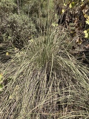 Muhlenbergia rigens