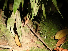 Anolis oxylophus