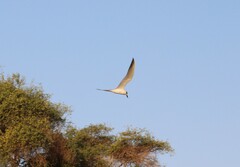 Gelochelidon nilotica