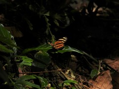 Heliconius ismenius