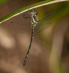 Eusynthemis nigra