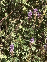 Lupinus montanus