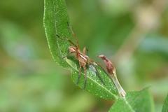 Dolomedes striatus