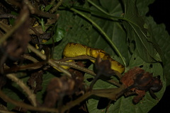 Craspedocephalus malabaricus