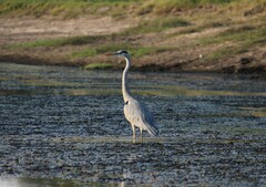 Ardea cinerea
