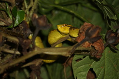 Craspedocephalus malabaricus