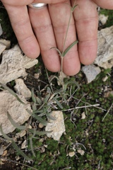 Boerhavia linearifolia